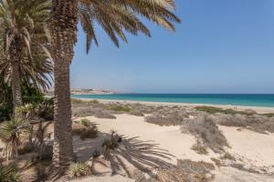 a beach with two palm trees and the ocean at Carmina House in Costa Calma
