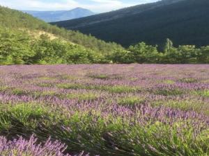 a field of purple flowers with mountains in the background at Maison - Le Rubato in Rosans +2 photos