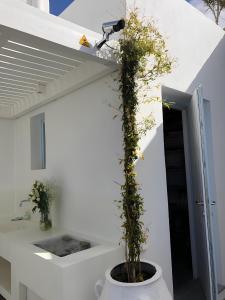 a plant is growing in a pot in a bathroom at Villa Galazio in Kampos Paros +25 photos