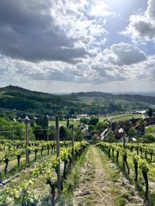a row of vines in a vineyard at Schmuckkästle in Sasbachwalden
