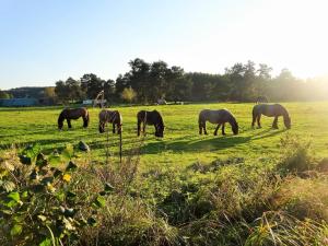 a group of horses grazing in a field at Ferienbauernhof - Ferienwohnung 5 in Grünow