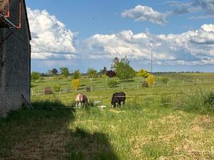 two horses grazing in a field of grass at Le Lexa in Vindelle