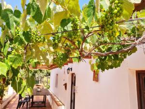 a bunch of green grapes hanging from a tree at Casa do Avô António in Bensafrim