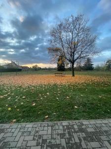 a park with a tree and a bench in a field at Ruhige Ferienwohnung Zeithain in Zeithain