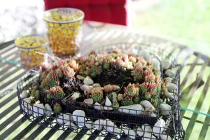 a basket full of cactuses on a table at Appartement Schwarzwaldstüble in Oberharmersbach +7 photos