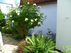 a garden with a large tree with white roses at Straussi´s Loft in Tuttlingen