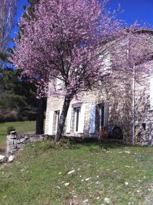 a tree with purple flowers in front of a building at Buvolaccia in Sampolo