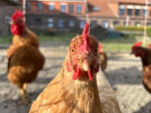 a group of chickens standing in a field at Ferienhof Renate Sassen in Werdum