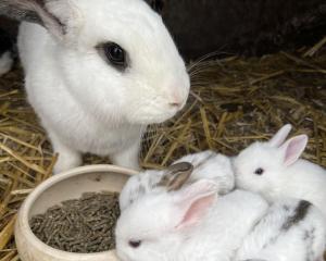 a group of white rabbits standing next to a bowl of food at Ferienhof Renate Sassen in Werdum