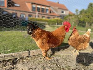 two chickens are standing next to a fence at Ferienhof Renate Sassen in Werdum