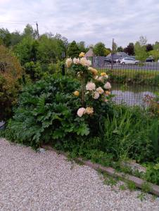 a garden with pink flowers and green plants at Maison Au Bord de l'eau in Loches