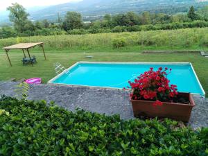 a blue swimming pool with a potted plant and flowers at Villa Bivai in Bivai