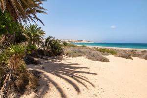 a sandy beach with palm trees and the ocean at Casa Alisios in Costa Calma