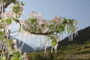 a bunch of flowers hanging from a tree at Waalhof Ferienwohnung Apfelblüte in Silandro