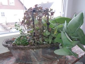 a plant in a vase on a table at Haus Maruna in Schauenburg