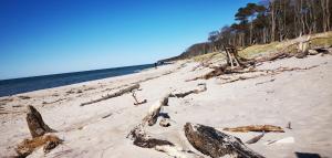a beach with driftwood on the sand and the ocean at Die Blaue Lagune, Hinter Den Dünen in Prerow +3 photos