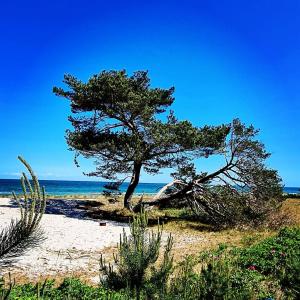 a tree on a sandy beach near the ocean at Die Blaue Lagune, Hinter Den Dünen in Prerow
