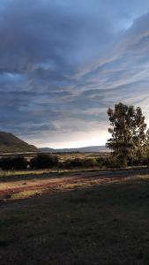 a tree in the middle of a field at Herdman's Rest Farmstay in Lady Grey +10 photos