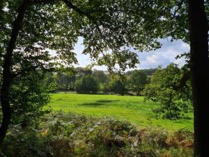 a field of green grass with trees in the background at Ferienwohnung My Suite Home in Illingen
