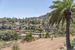 a palm tree in the middle of a field at Casa Isabel in Santa Brígida