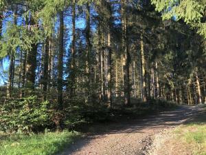 a forest of trees with a dirt road at Ferienwohnungen Familie Schauerte in Schmallenberg