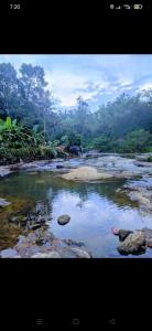 a river with an elephant walking in the distance at Alhind Residency , Valara, Munnar in Munnar
