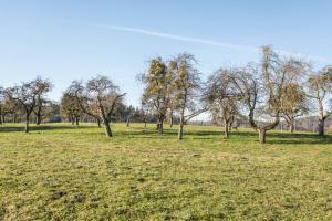 a field of grass with trees in the background at Ferienwohnung Marschall in Achberg