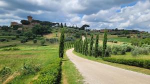 a road in a field with a row of trees at Casa Corniolo Near Arezzo in Monte San Savino