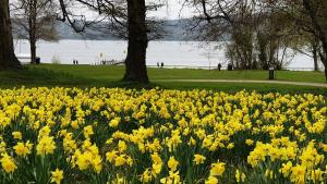 a field of yellow daffodils in a park at Ferienwohnung Starnberg in Starnberg