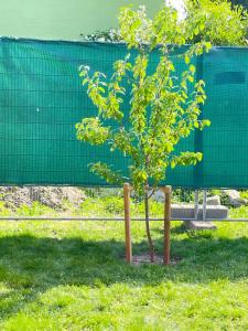 a small tree in front of a green fence at Villa Klitzeklein in Bad Belzig