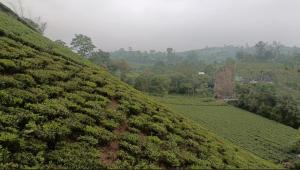 a hill covered in green bushes and trees at Misty Glen in Vagamon