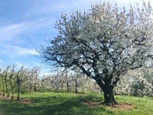 a tree with white flowers on it in a field at Beim Dorfbach - Die Hofchalets in Kressbronn am Bodensee