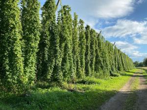 a row of trees in a field next to a road at Beim Dorfbach - Die Hofchalets in Kressbronn am Bodensee