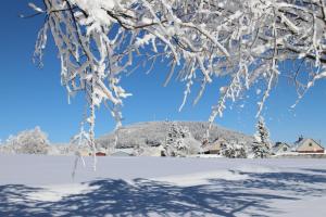 a tree branch covered in snow with its shadow at Ferienwohnung am Bärenstein in Bärenstein