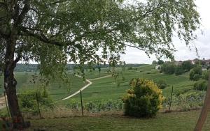 a view of a field with a tree and a road at Aux souvenirs d'Antan in Broyes