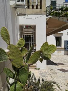 a green cactus in front of a building at Vista Castello - Otranto in Otranto