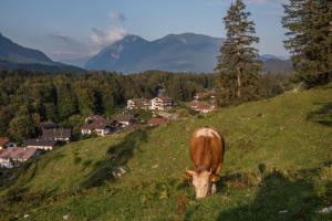 a cow grazing on a grassy hill with a town at Landhaus Reiser in Grainau