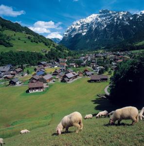 a herd of sheep grazing in a field with a mountain at Appartement Moosmann in Mellau