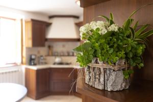 a vase of flowers on a counter in a kitchen at Casa Rita app 1 in Tremosine Sul Garda