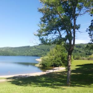 a tree on the shore of a lake at Duplex Près Du Lac De La Raviège in La Salvetat
