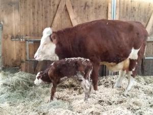 a cow and a calf eating hay in a barn at Ferienwohnungen Karle in Künzelsau