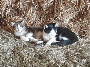 two cats laying on some hay in a pile of hay at Ferienwohnungen Karle in Künzelsau +41 photos