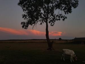 a cow grazing in a field next to a tree at Lütt Smedhoff - Appartement Dresden in Gülzow +4 photos