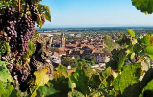 a bunch of grapes hanging from a tree with a town in the background at Oneloft Hotel in Obernai