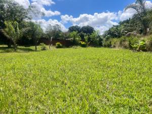 a field of green grass with trees in the background at Bershai Guest House in Lilongwe