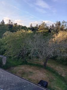 a tree sitting on the side of a road at Maison au bord de l'Erdre in La Chapelle-sur-Erdre