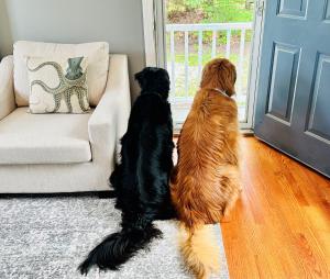two dogs are looking out of a door at Beach Glass—Space, Fun Furry Friends Welcome in Brewster
