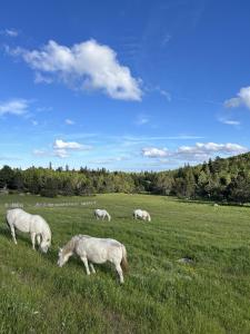 a group of white horses grazing in a field at Auberge du Mas de la Barque in Villefort