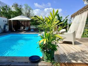 a swimming pool with a white chair and some plants at Villa Chic à Petit-Havre in Le Gosier