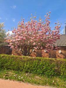 a tree with pink flowers in front of a brick building at Unterkunft Mohr - Gemütlichkeit im Souterrain in Schmerwitz +11 photos